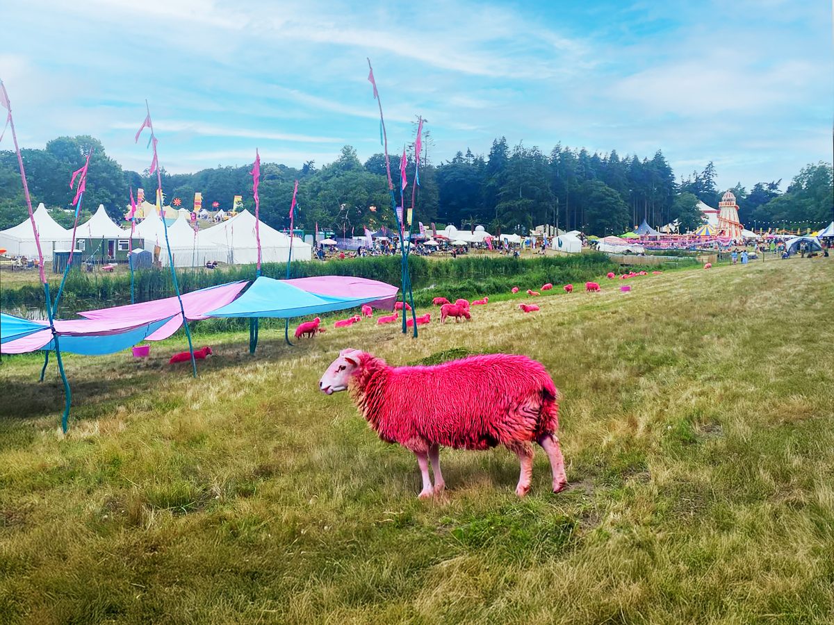 pink sheep at latitude festival in suffolk