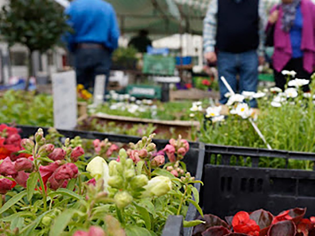 flowers at market in framlingham suffolk
