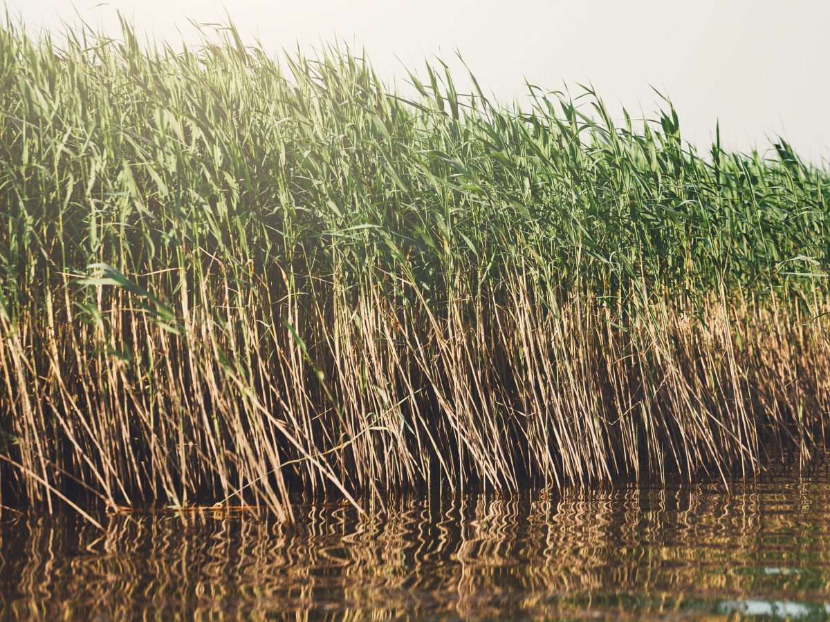 reeds on river in walberswick suffolk