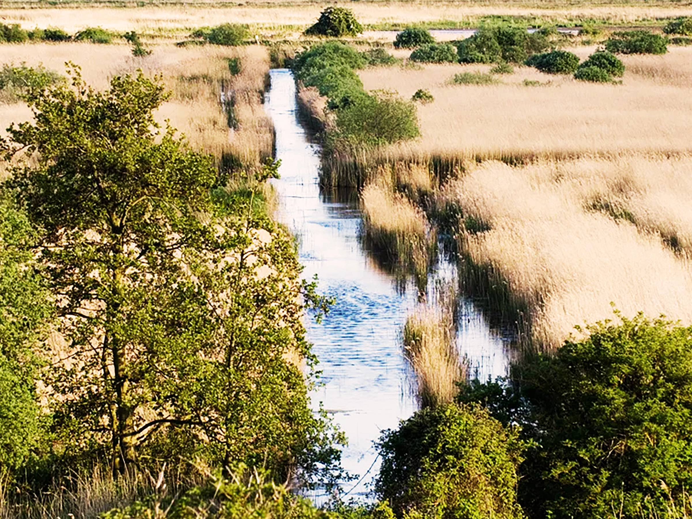 marshland in a suffolk nature reserve