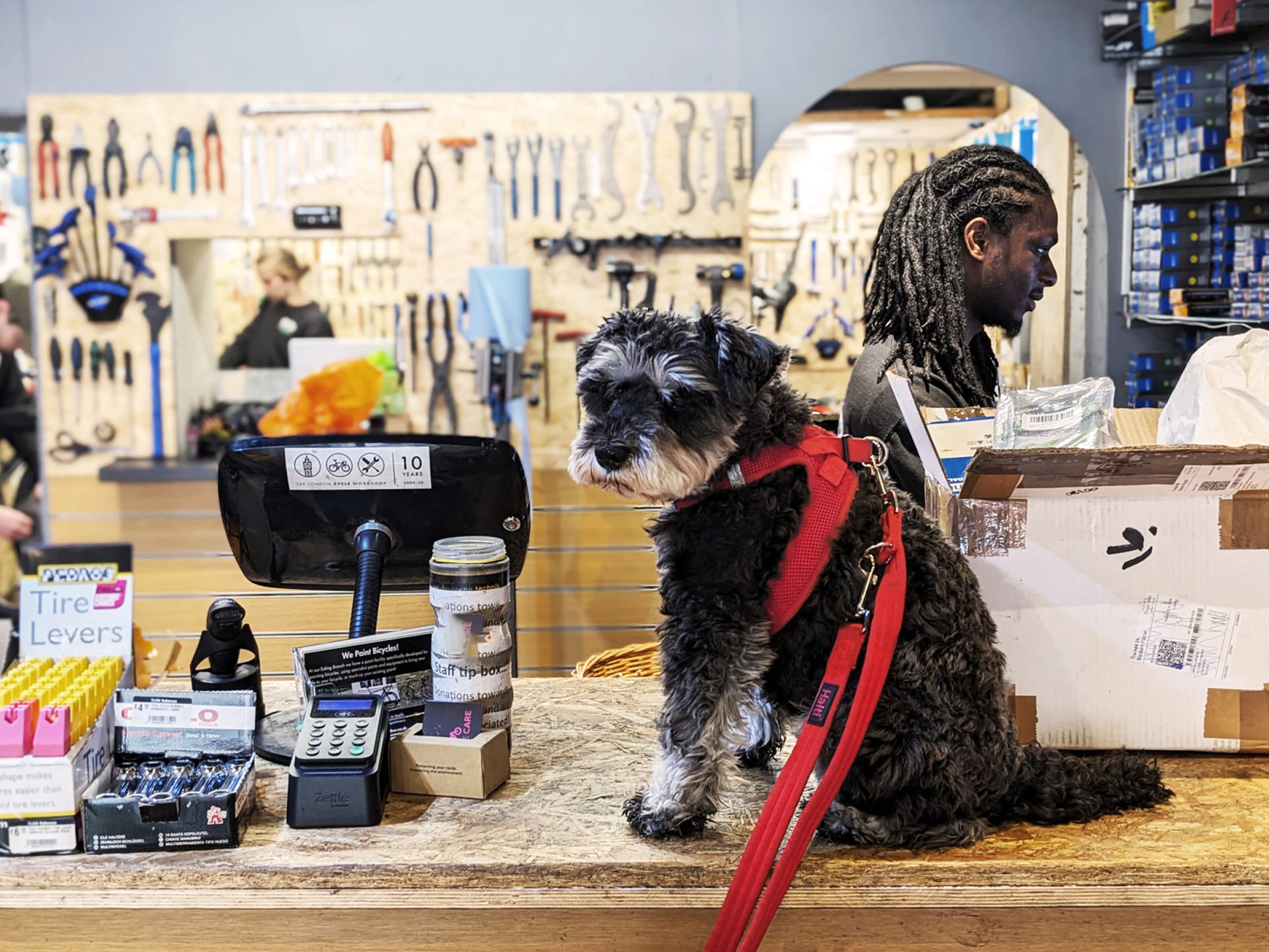 dog on counter in a cycle shop in suffolk