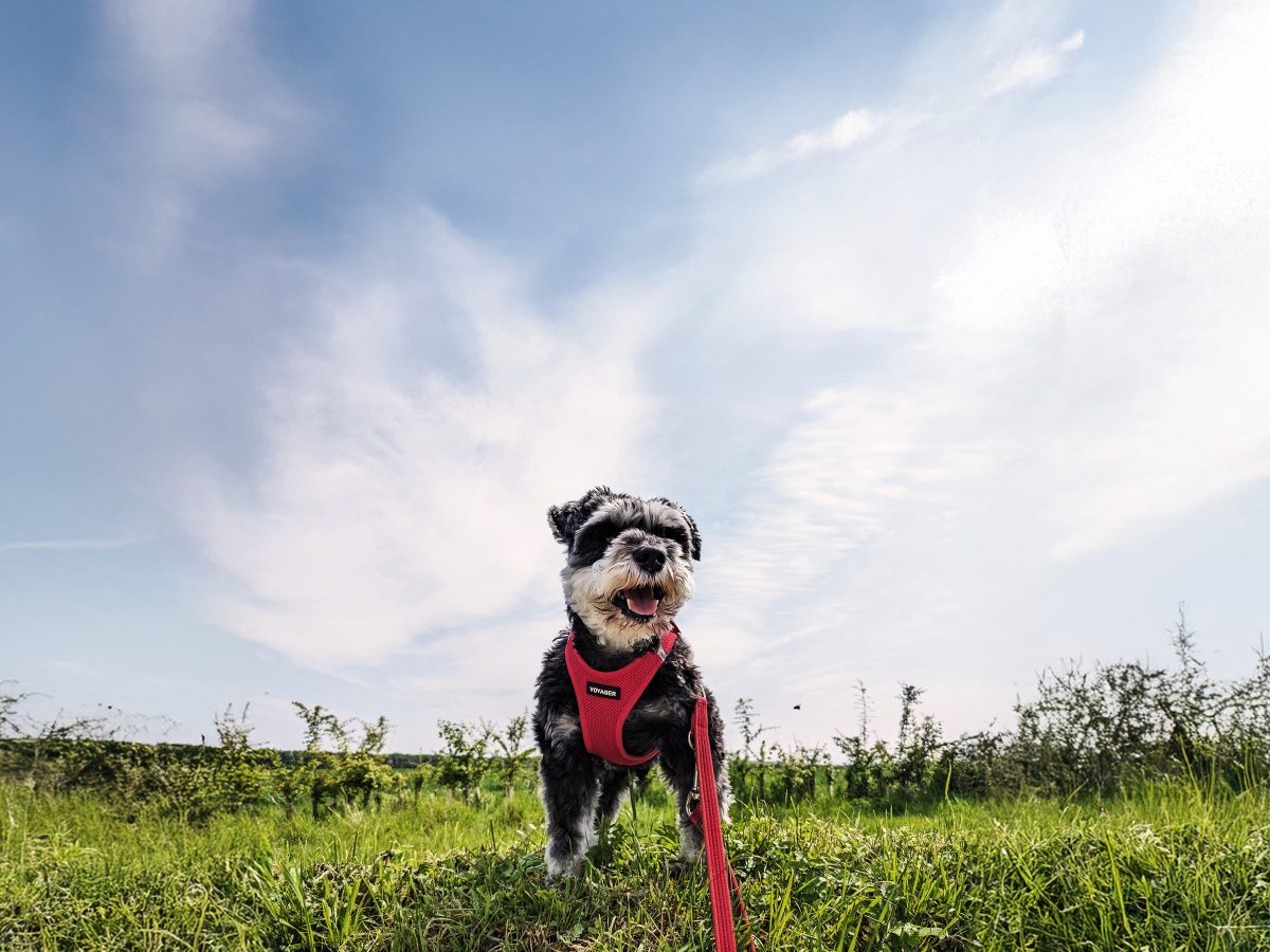 dog out on walk in Suffolk countryside
