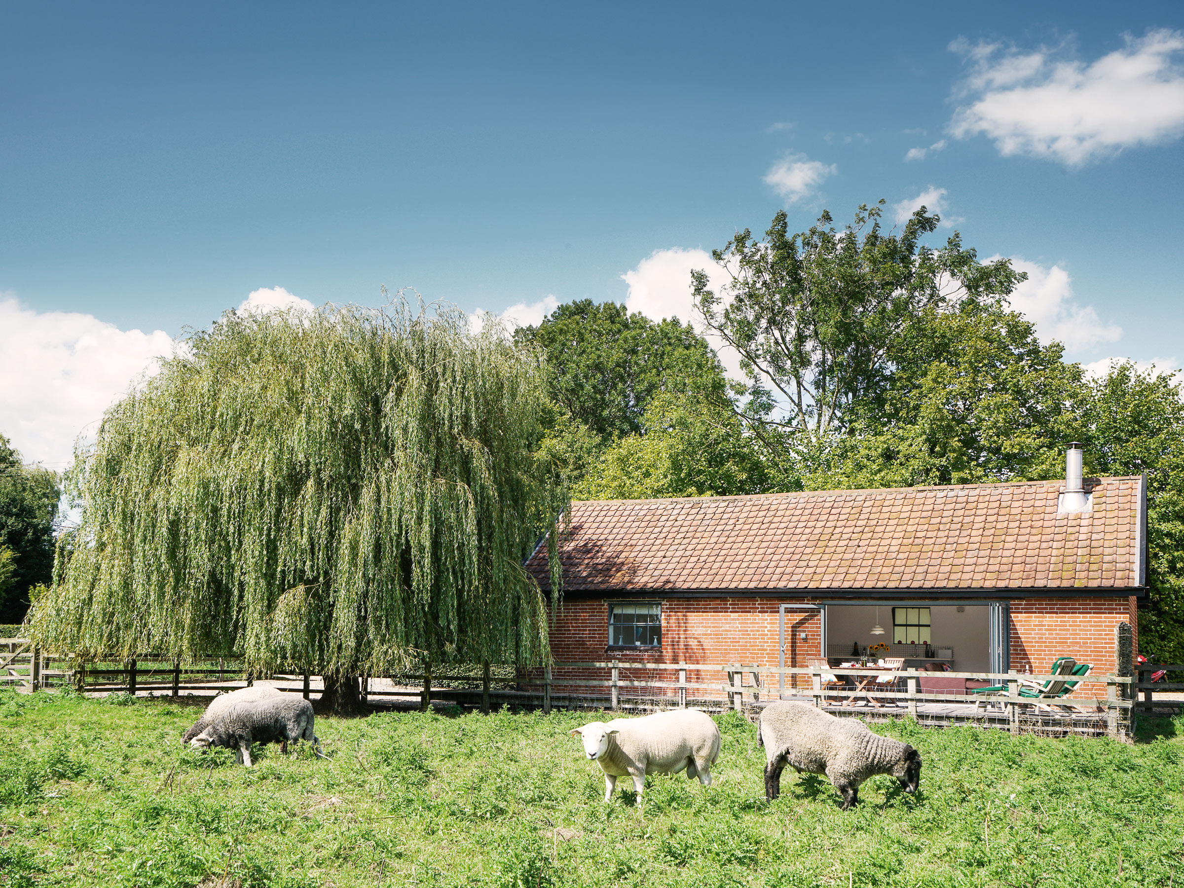 sheep in a field in suffolk