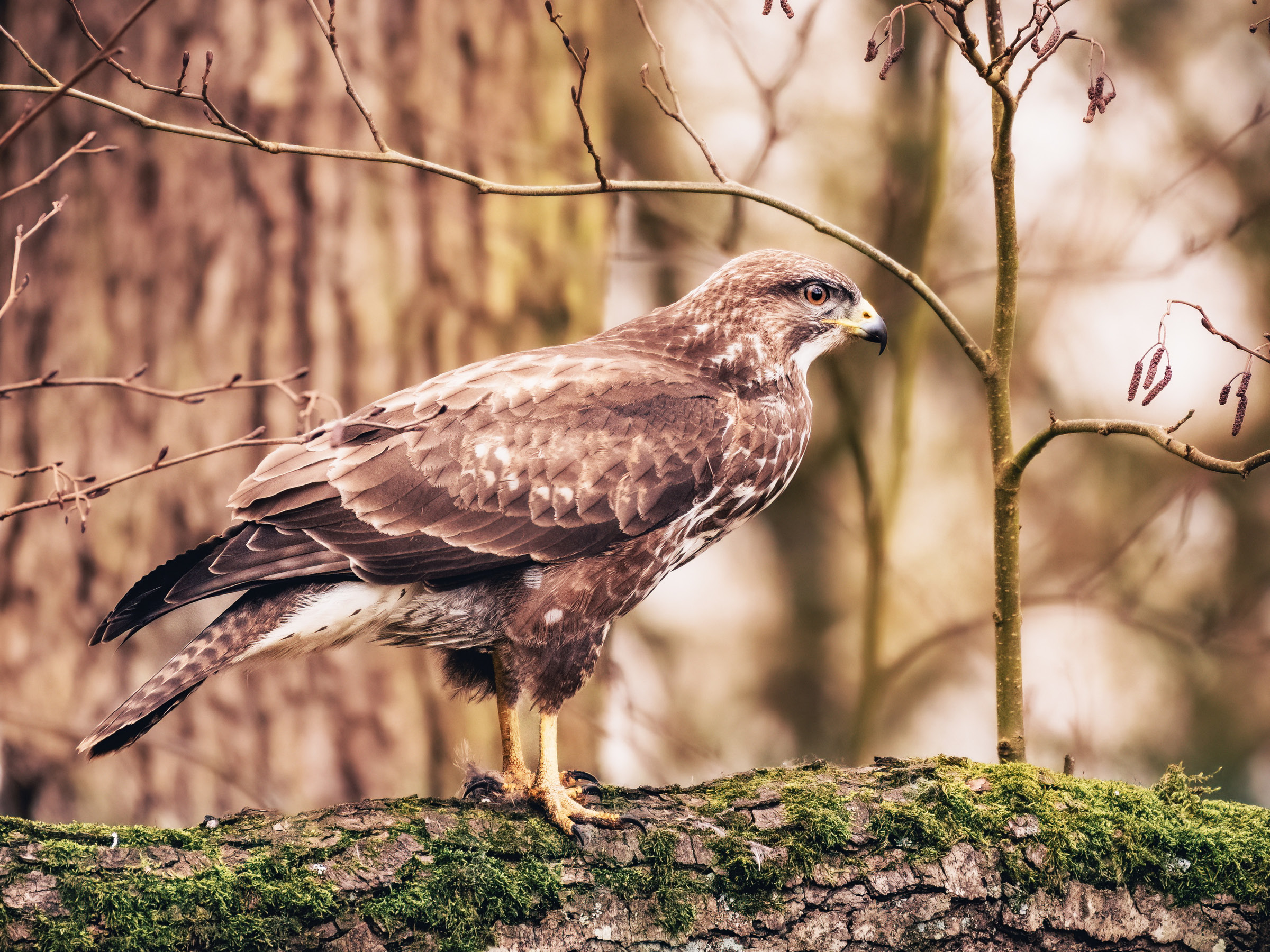 side view of an eagle in suffolk